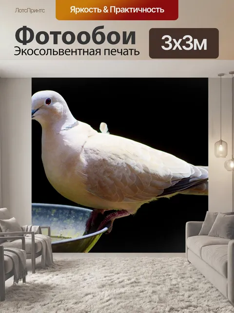 Фотообои Голубь