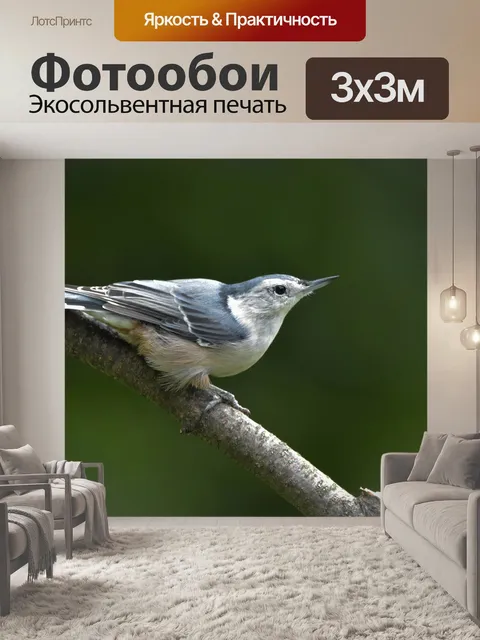 Фотообои Белогрудый поползень