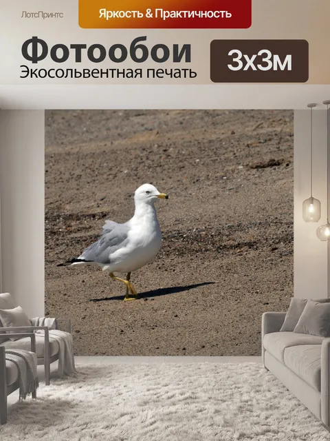 Фотообои Чайка Прогулки