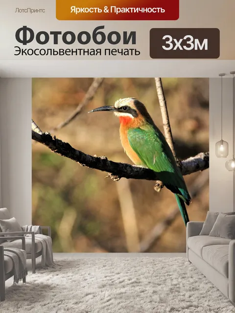 Фотообои Белый белолобый щурка