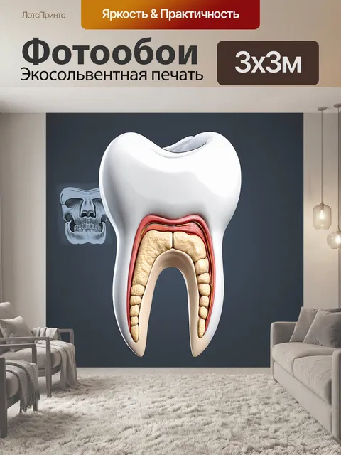 Фотообои анатомическая схема зуба