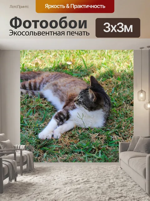Фотообои Кот