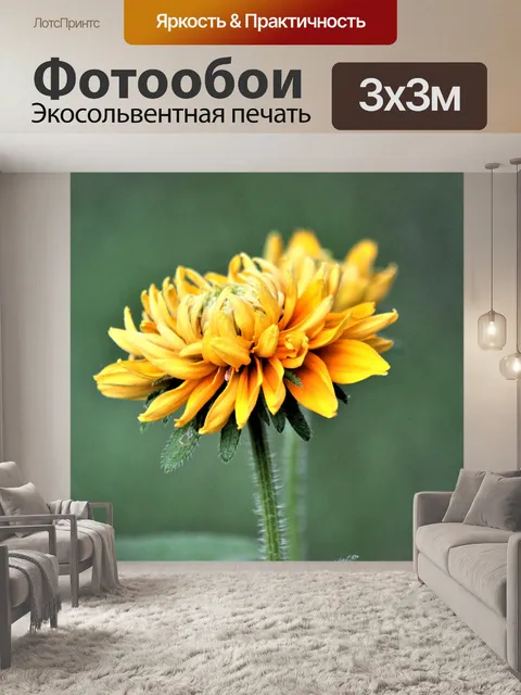 Фотообои Черноглазый Сьюзен в Блум
