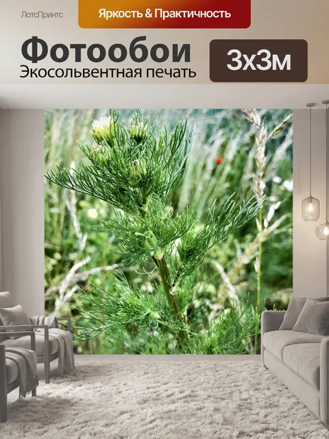 Фотообои Ромашка
