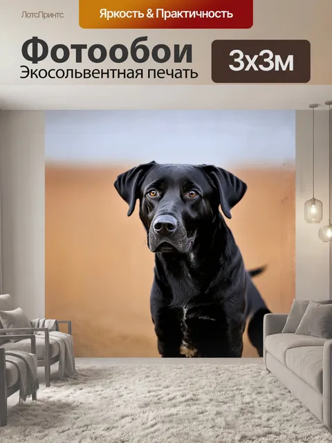 Фотообои фотография черной лаборатории лабрадора ретривера
