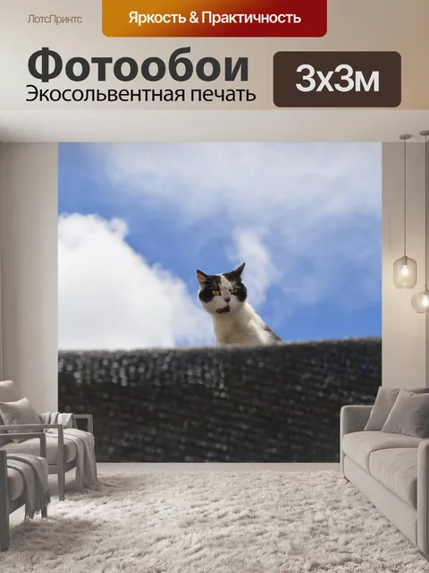 Фотообои Кот