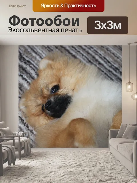 Фотообои Миниатюрный шпиц