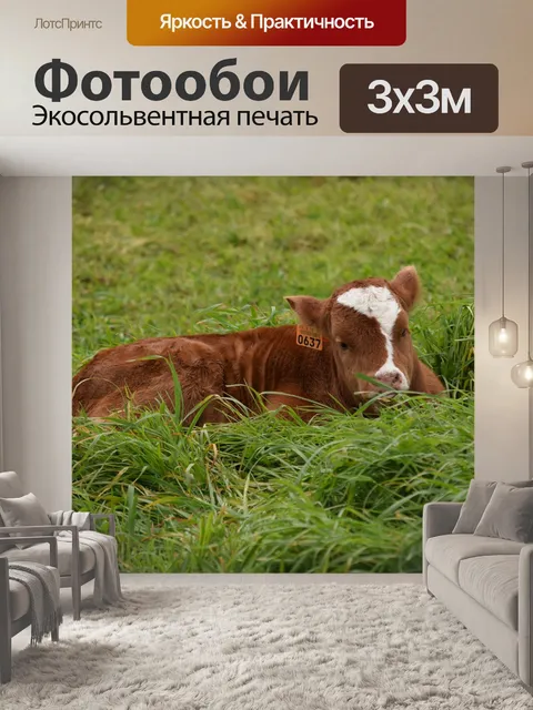 Фотообои Крупный рогатый скот
