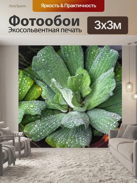 Фотообои Дождь