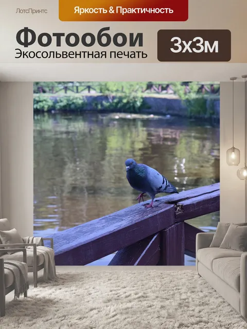 Фотообои Голубь