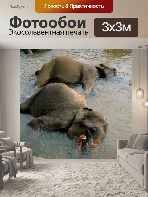 Фотообои Слоны