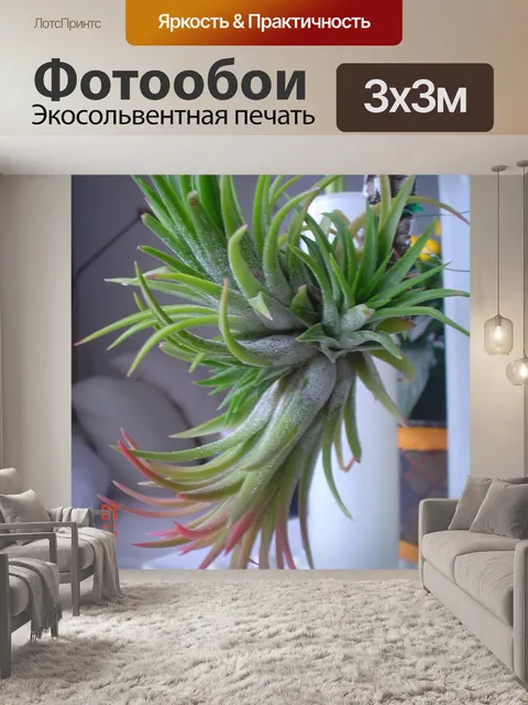 Фотообои Tillandsia ionantha