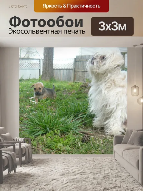 Фотообои Собаки, висит во дворе