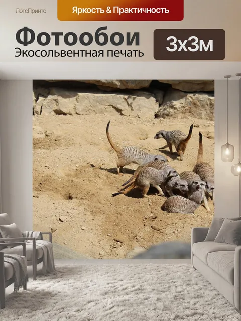 Фотообои Сурикат