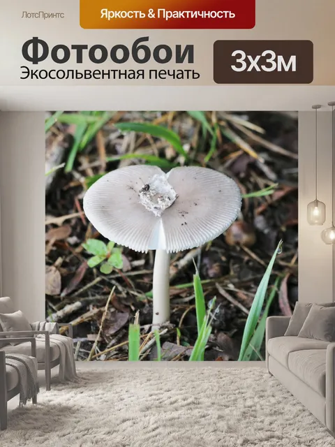 Фотообои Белый Мухомор Гриб с Вольвой