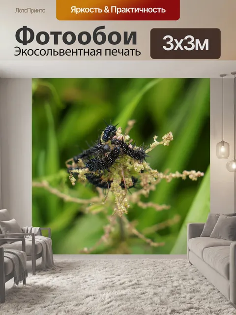 Фотообои Личинки бабочки