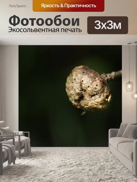 Фотообои Насекомые