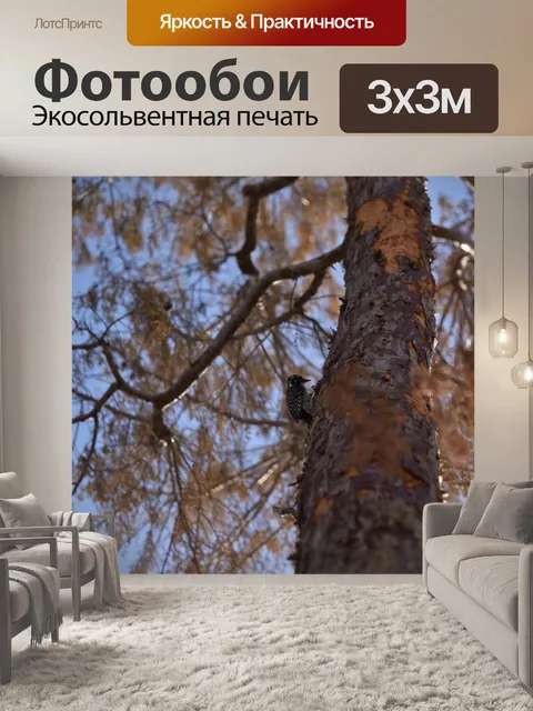 Фотообои Пятнистый дятел