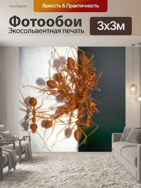 Фотообои Красный муравей Стоковое Фото