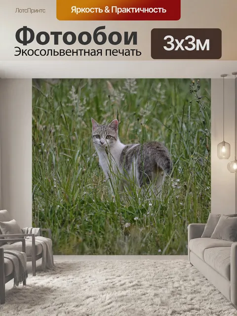 Фотообои Кошка смотрит