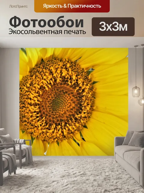 Фотообои Подсолнух крупным планом на белом