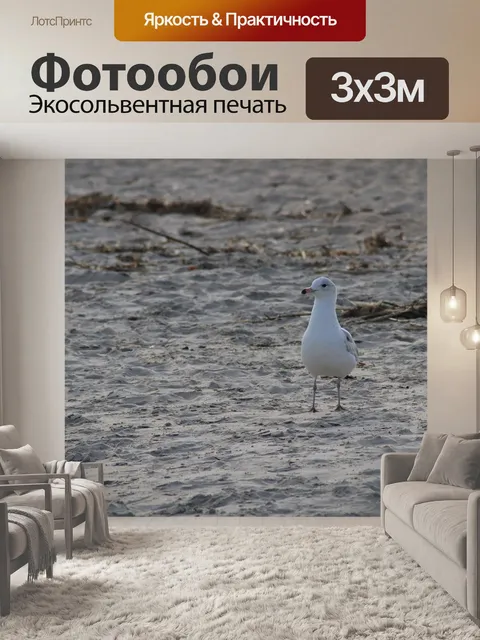 Фотообои Чайка
