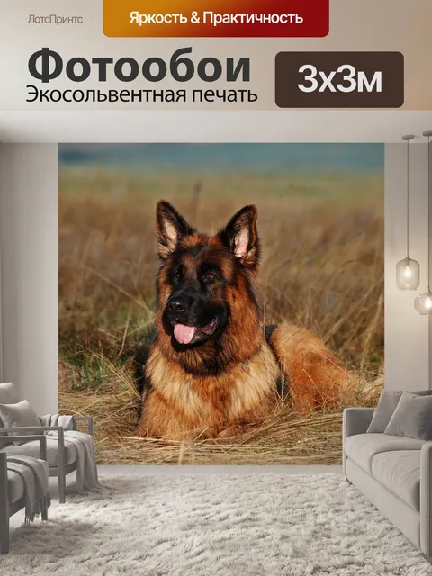 Фотообои Пастушья собака