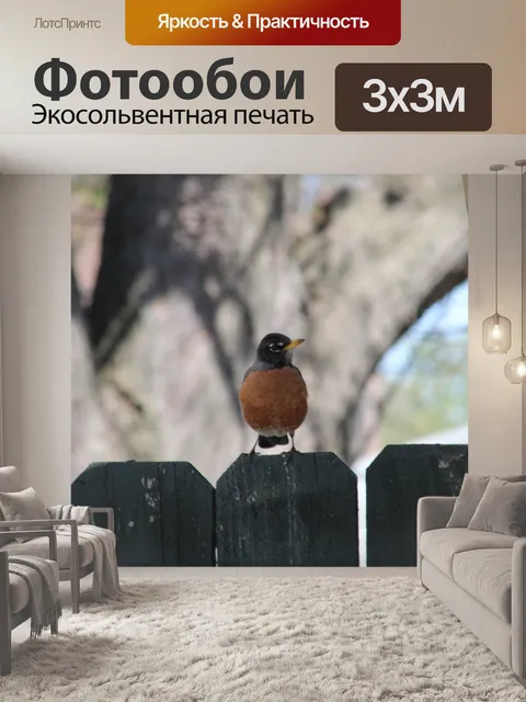 Фотообои Американский малиновка