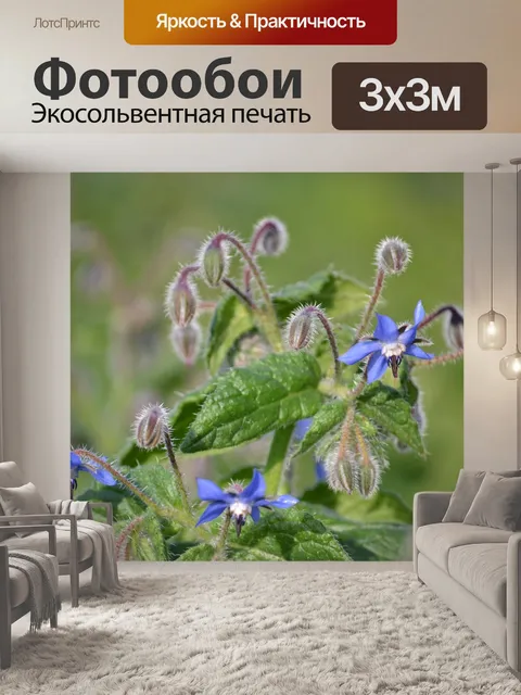 Фотообои Цветок