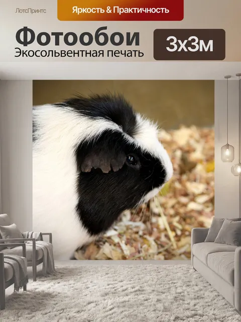 Фотообои Морская свинка