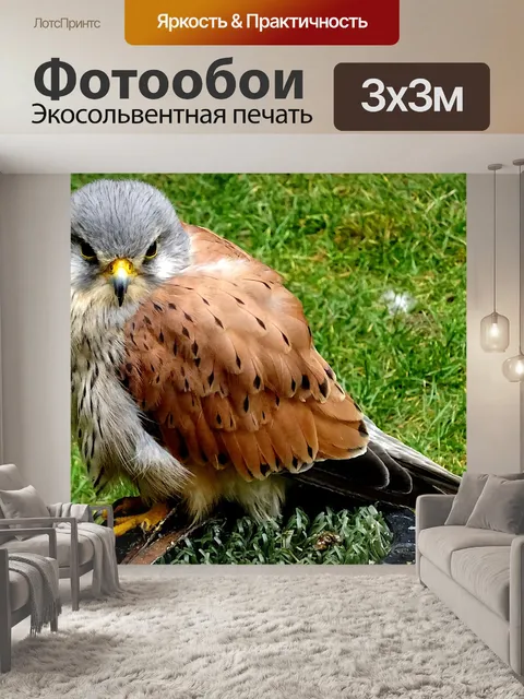 Фотообои Домашнее животное пустельга птица