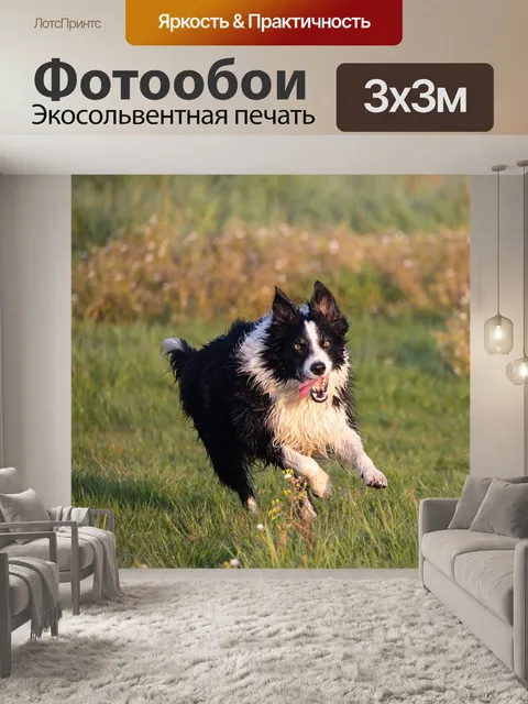 Фотообои Бордер-колли