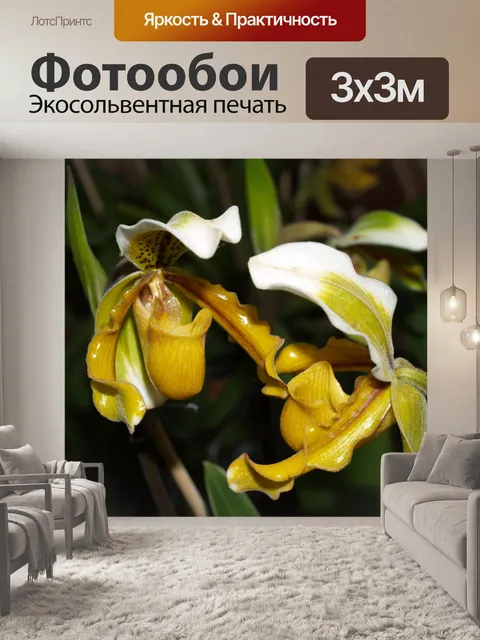 Фотообои Фото цветка орхидеи