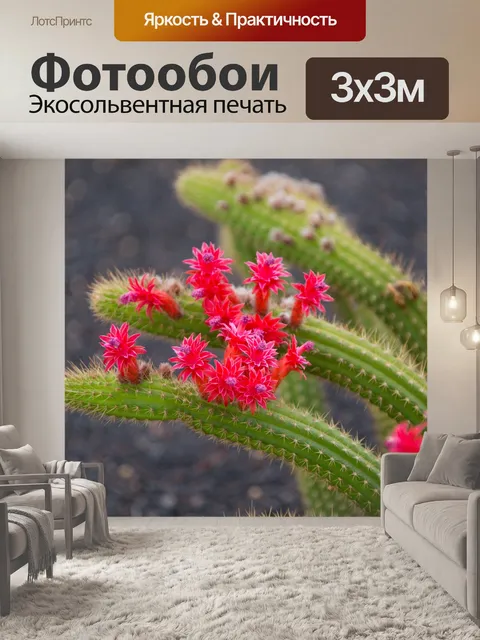 Фотообои цветущий кактус