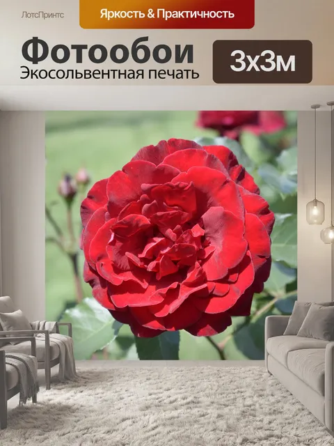 Фотообои Красная роза