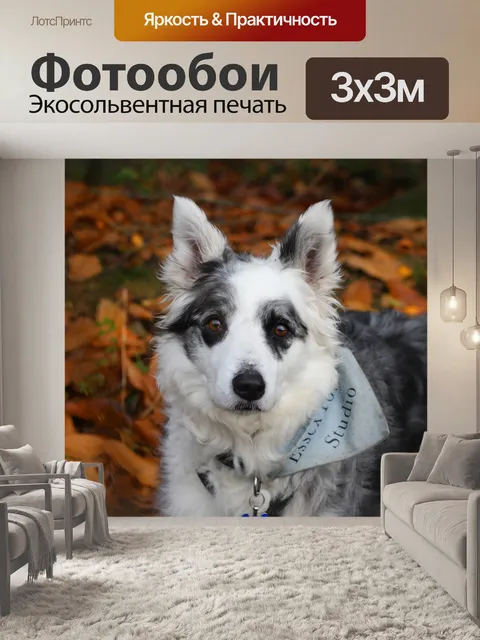 Фотообои Бордер-колли