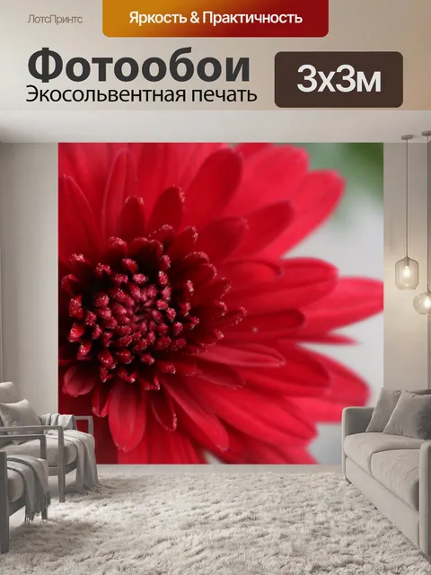 Фотообои Красная хризантема крупным планом