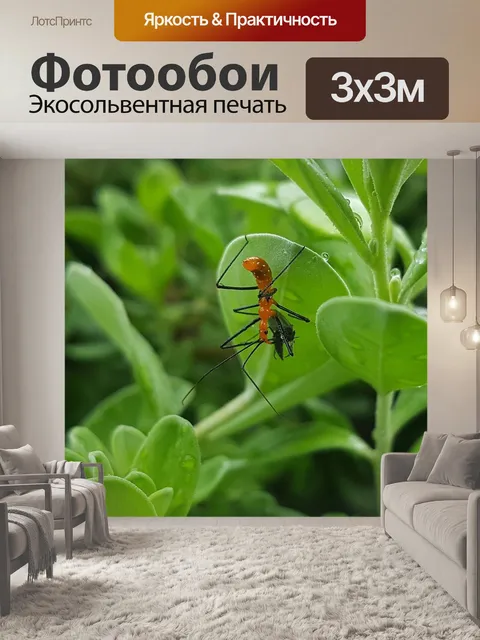 Фотообои Нимфа-убийца
