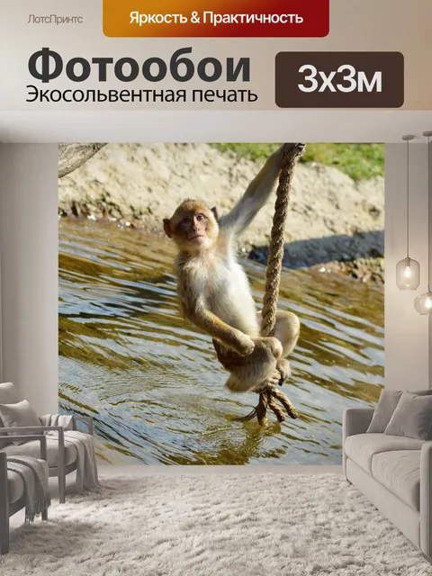 Фотообои Берберские обезьяны