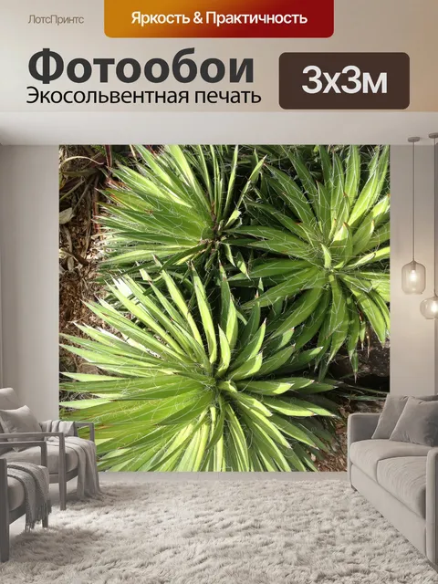 Фотообои агавы