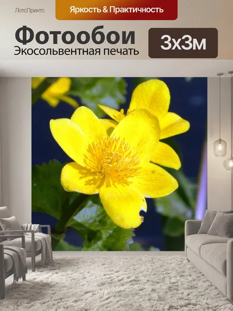 Фотообои Бархатцы болотные