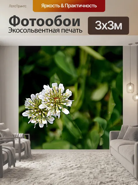 Фотообои Клевер цветок