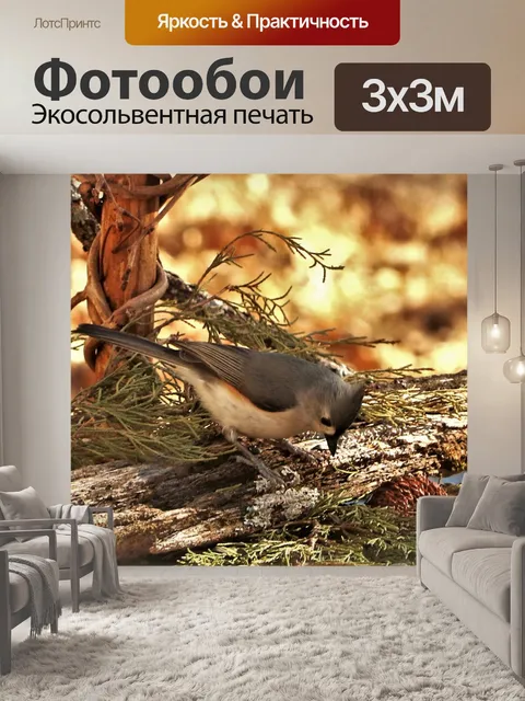 Фотообои Туфтовая синица на ветке дерева