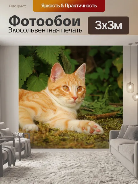 Фотообои Кот
