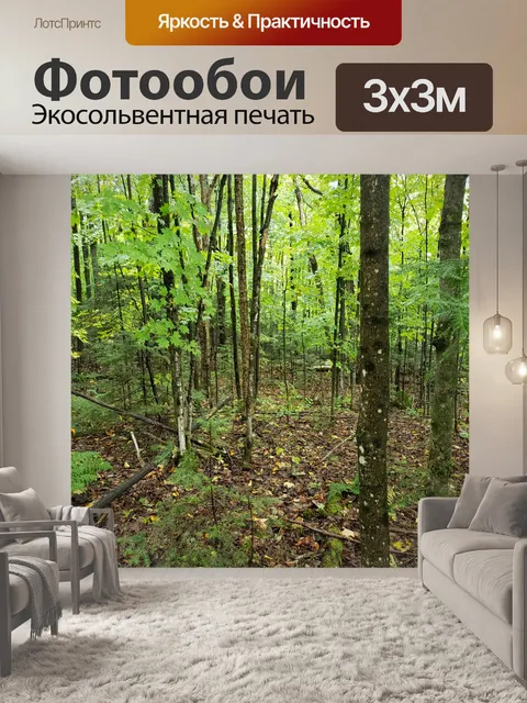 Фотообои Лесные деревья летом
