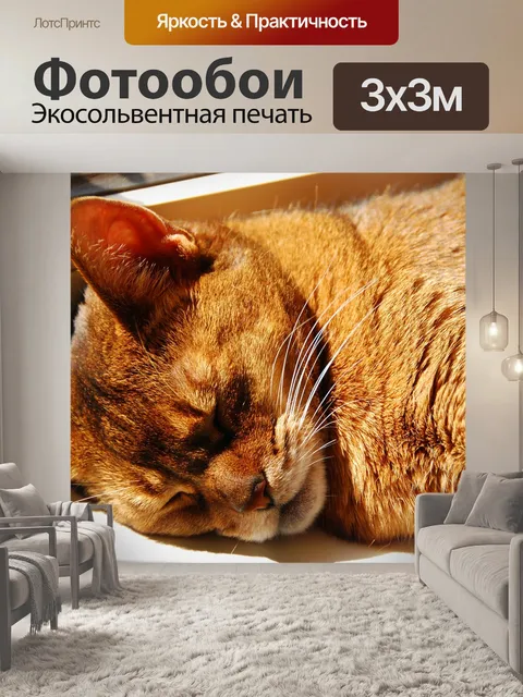 Фотообои Кот