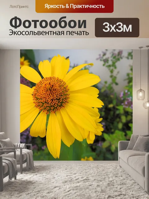 Фотообои Эхинацеи