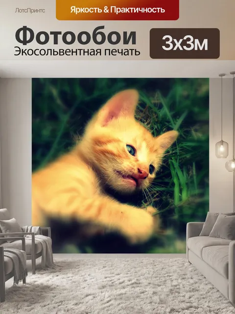 Фотообои котенок