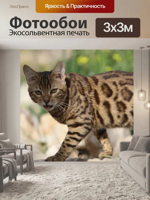 Фотообои Кошка
