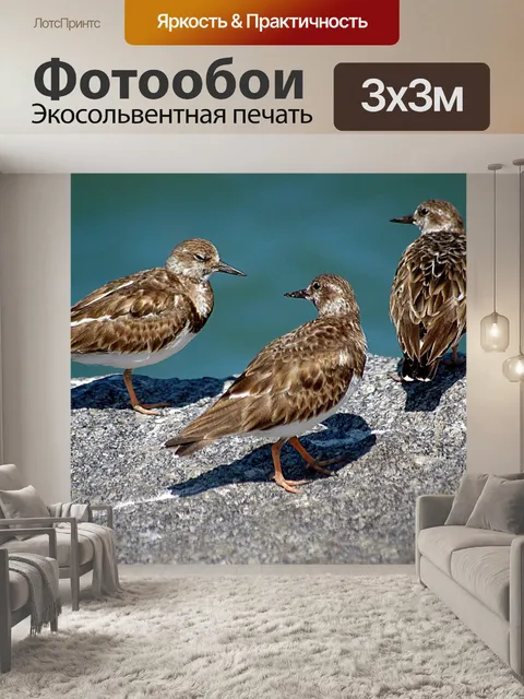 Фотообои Камнешарка Птицы